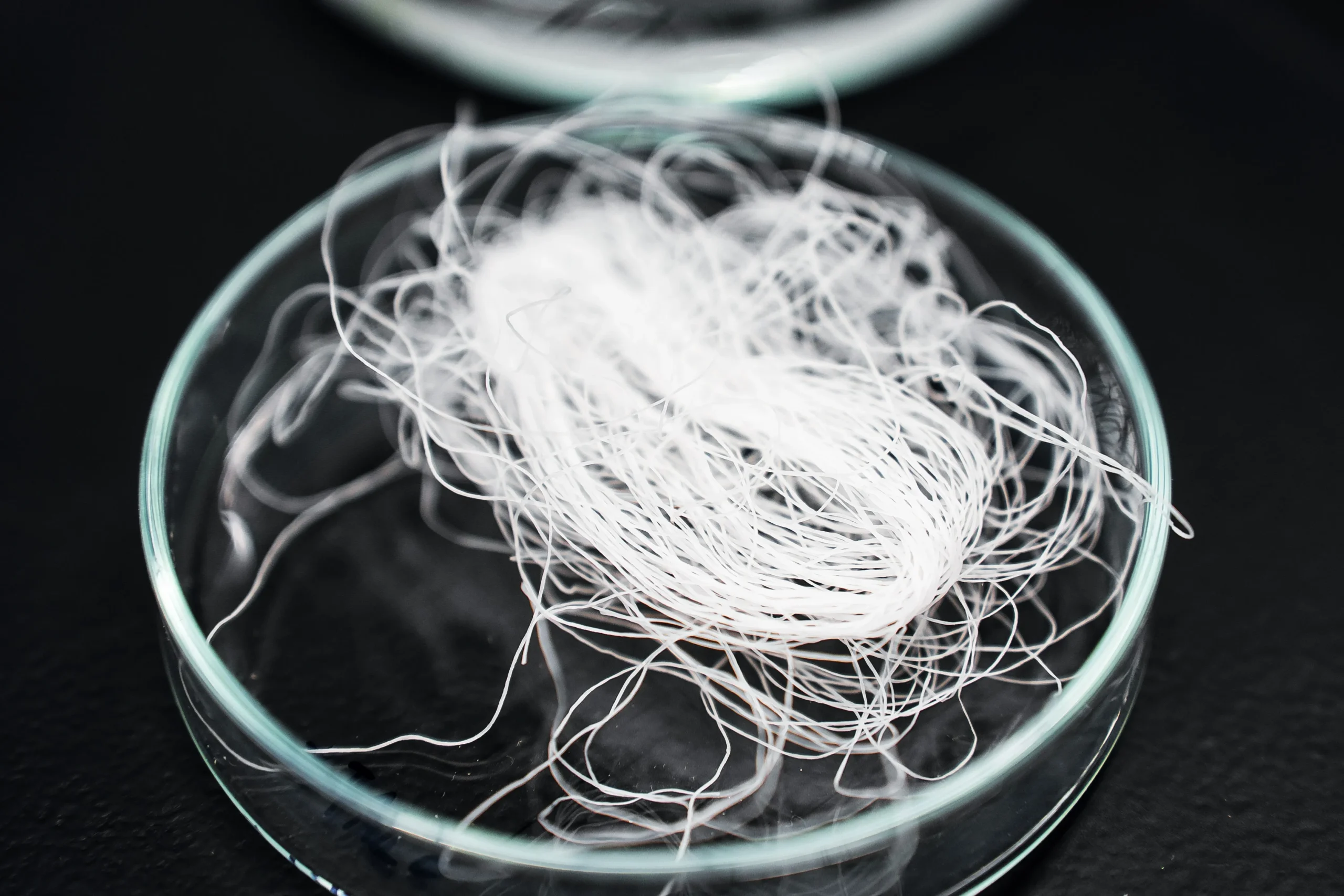 Incubation program, Lakos Máté